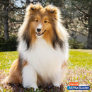 Ultraguard Rid Flea & Tick Oatmeal Dog Shampoo, Model:3270002305