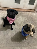 Elevate Your Pet's Style with our Puppy Cat Dog Collar Bandana Collar Scarf