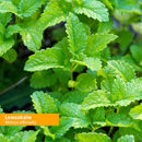 Certified Organic Lemon Balm Liquid Extract for Calming Nervous System Support, Organic Cane Alcohol, 1 Ounce