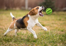 Playful Dental Care: Indestructible Rubber Toy for Dogs and Cats