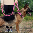 Ultimate Military-Inspired Dog Collar and Leash Combo for Training and Walks