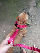 Ultimate Military-Inspired Dog Collar and Leash Combo for Training and Walks