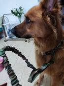 Ultimate Military-Inspired Dog Collar and Leash Combo for Training and Walks